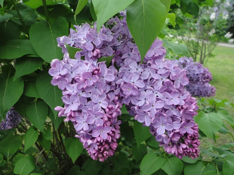 Hoa tím nở rộ khắp vườn là hoa đinh hương tím