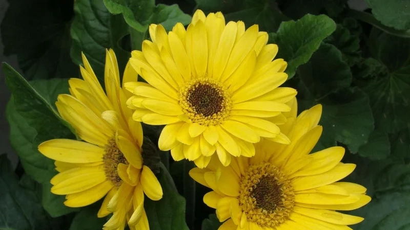 Tận hưởng vẻ tươi mới của hình ảnh hoa đồng tiền vàng