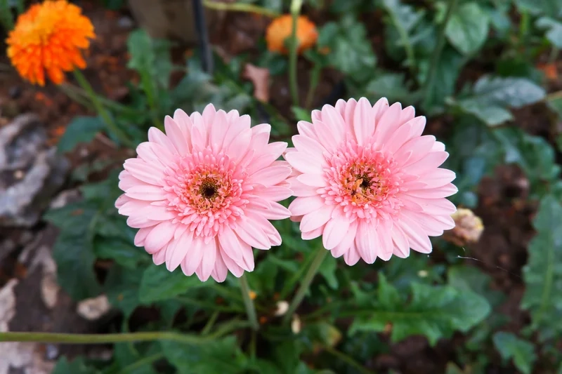 Tạo điểm nhấn cho màn hình với hình ảnh hoa đồng tiền đẹp