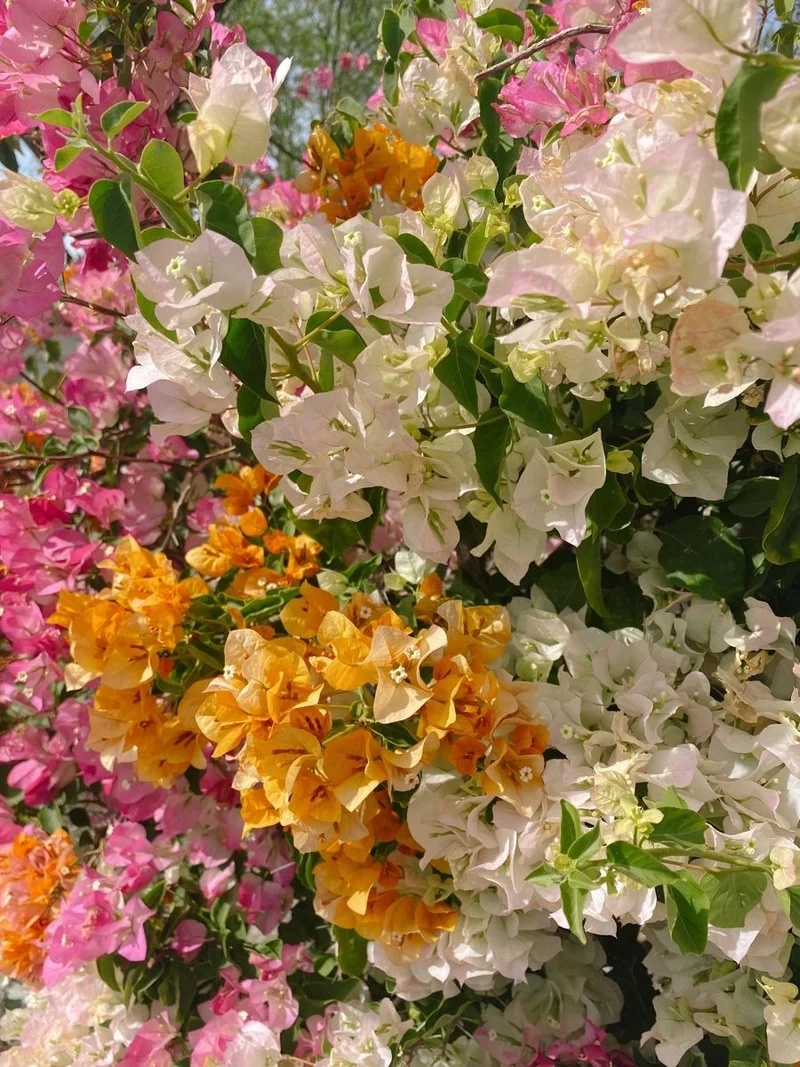 Sắc màu rực rỡ hòa quyện là hình ảnh hoa giấy ngũ sắc