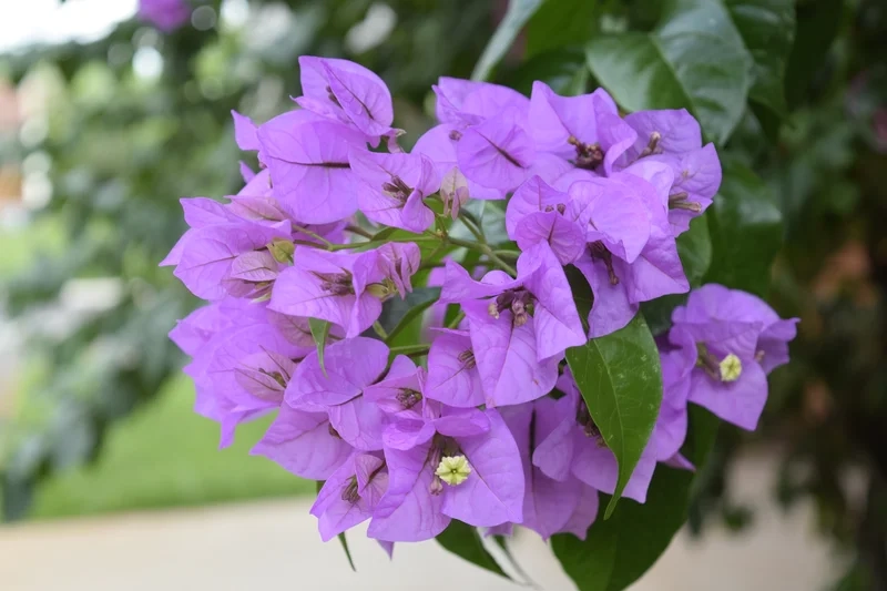 Vẻ đẹp tinh khôi nở rộ là hình ảnh hoa giấy đẹp nhất