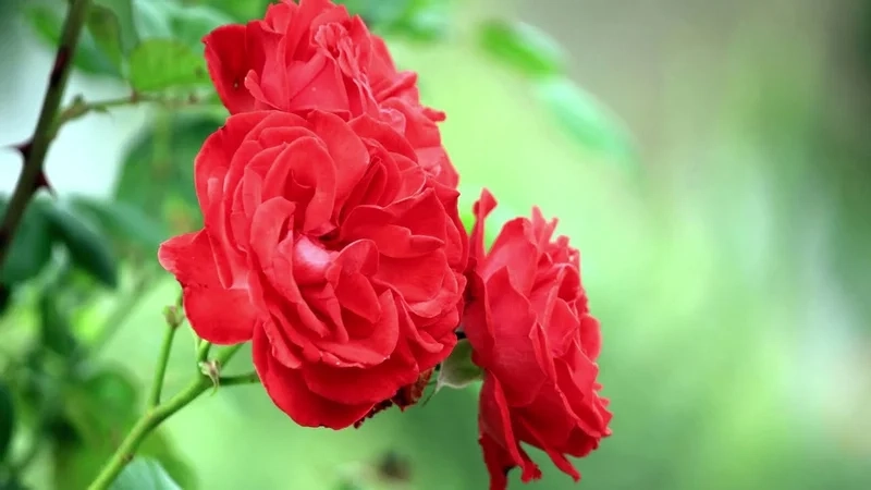 Tình yêu nồng nàn hiện lên qua ảnh hoa hồng đỏ