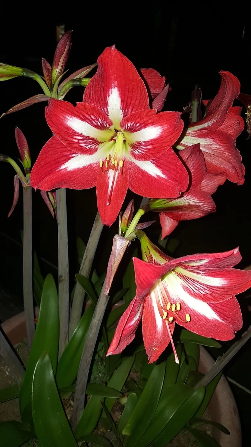 Sắc đỏ nổi bật từ hoa huệ tây đỏ mang niềm vui đến bạn