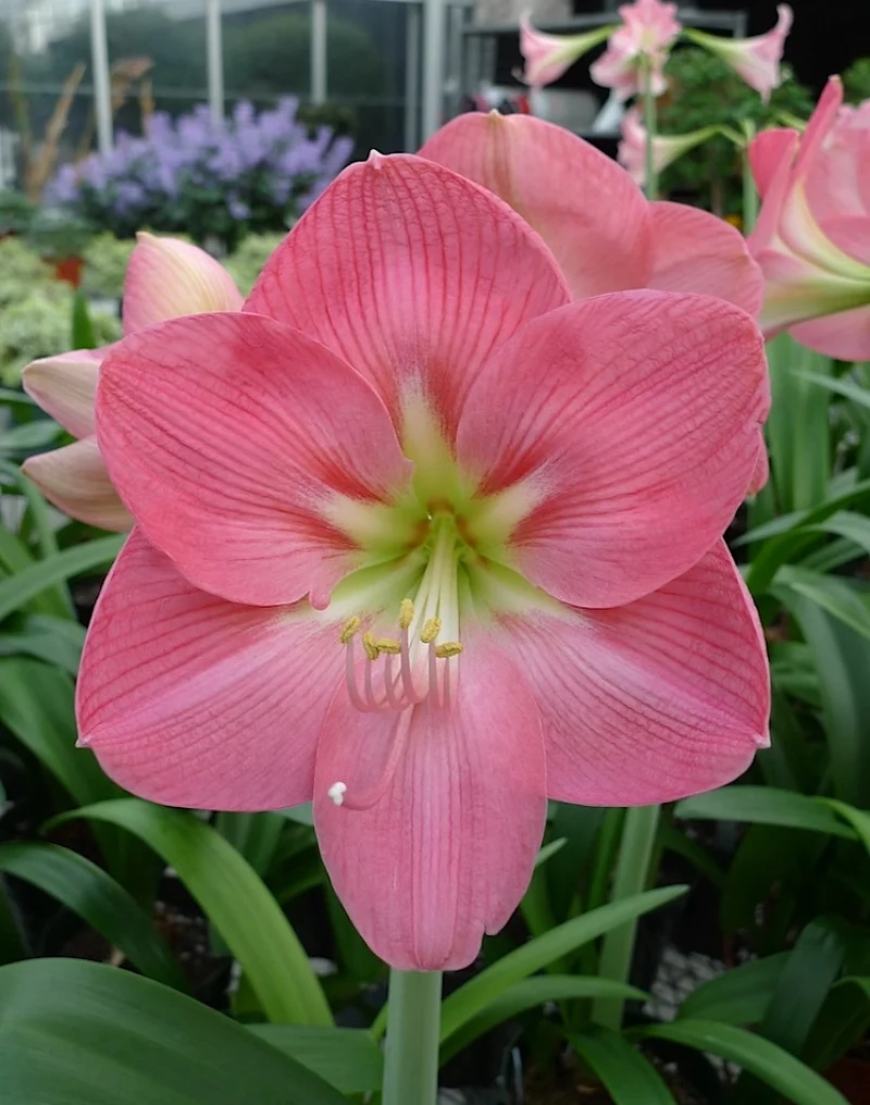 Khám phá thông điệp từ hoa huệ tây có ý nghĩa gì đầy cảm hứng