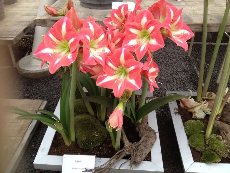 Chiêm ngưỡng trọn vẹn hình ảnh hoa huệ tây đẹp mắt