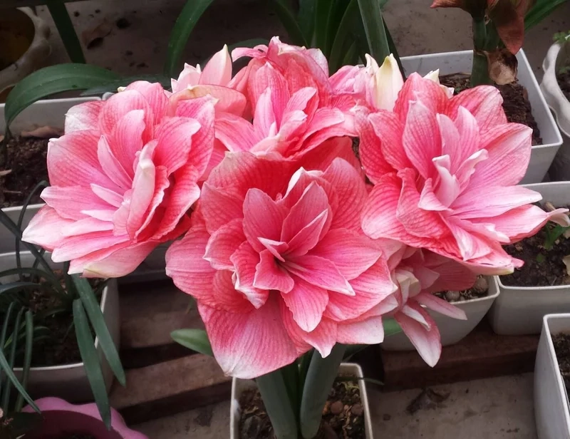 Sắc cánh độc đáo của hoa huệ tây cánh kép khiến ai cũng mê