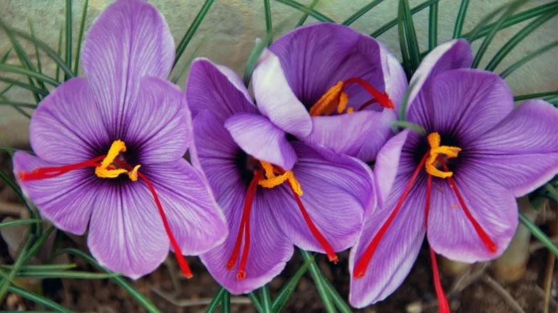 Không gian thêm rực rỡ với hoa huệ tây tím quyến rũ