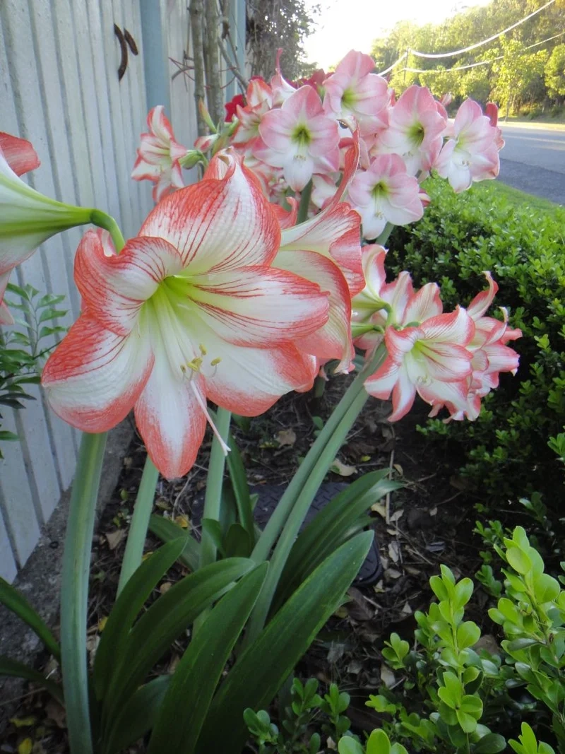 Ý nghĩa hoa huệ tây