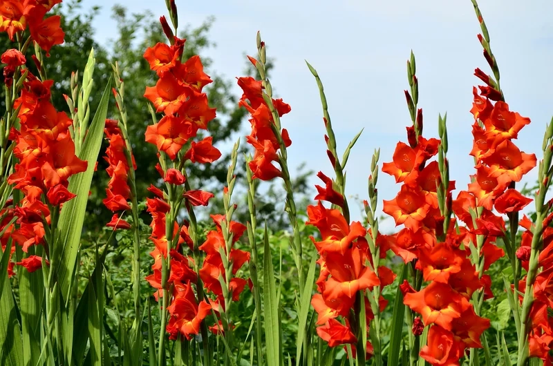 Chiêm ngưỡng vẻ đẹp rực rỡ của hình ảnh hoa lay ơn đỏ