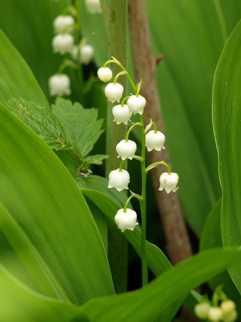 Thả hồn cùng ảnh hoa linh lan chill