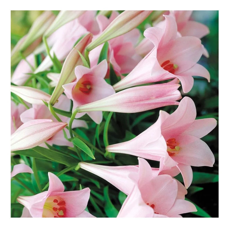 Thưởng thức vẻ đẹp của ảnh hoa loa kèn mùa xuân