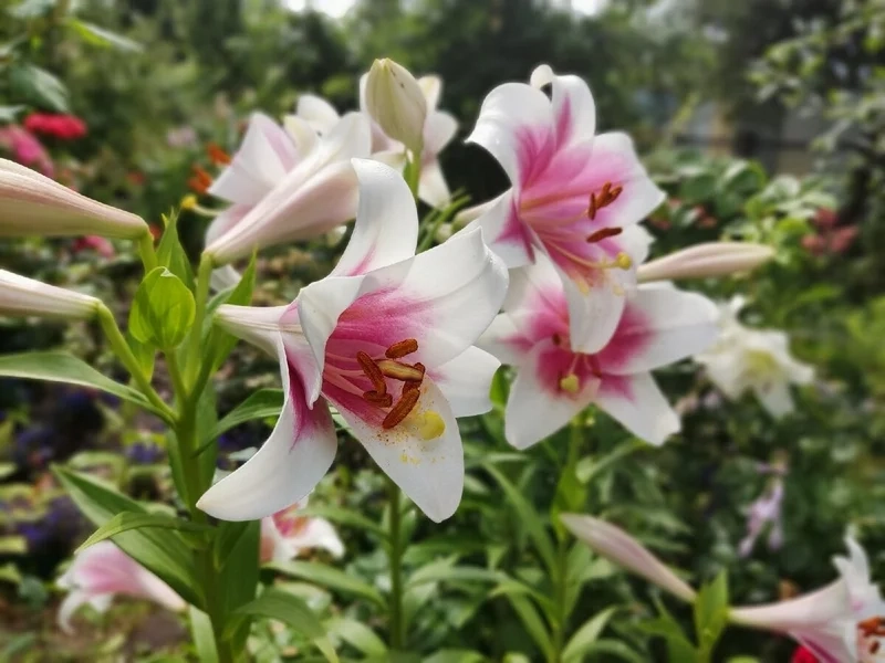 Chiêm ngưỡng sắc trắng tinh khôi với ảnh hoa loa kèn đẹp