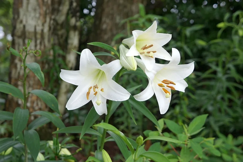 Hòa mình vào sắc trắng trong hình ảnh hoa loa kèn trắng