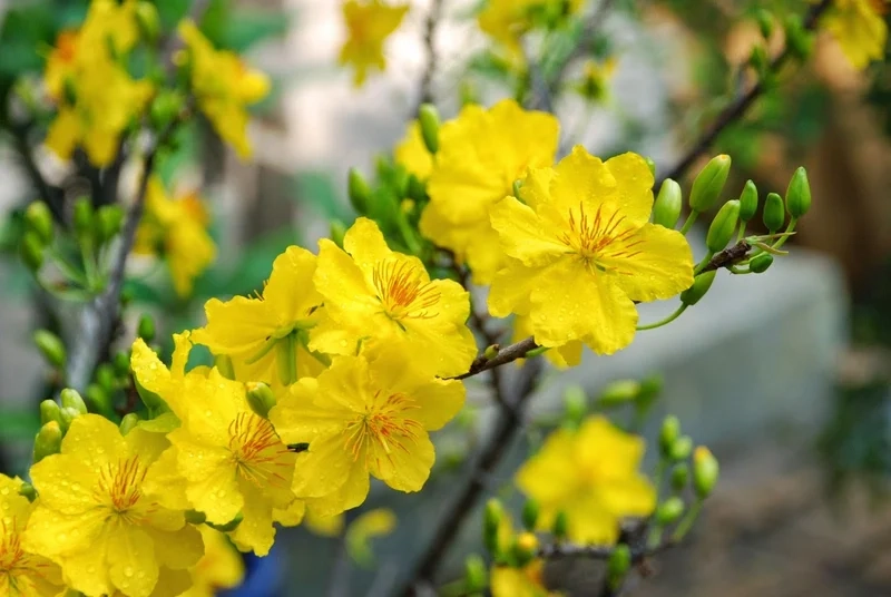 Rộn ràng ngày Tết với hình ảnh hoa mai ngày tết