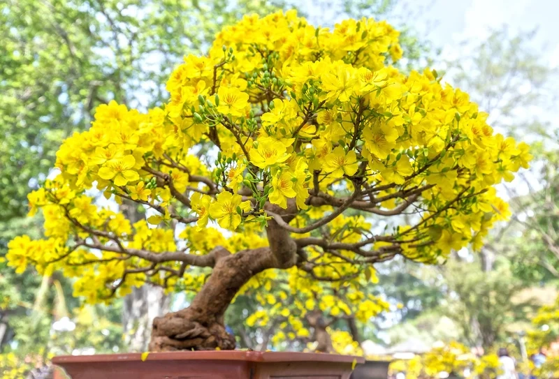 Trang trí màn hình với hình nền hình ảnh hoa mai vàng đẹp nhất