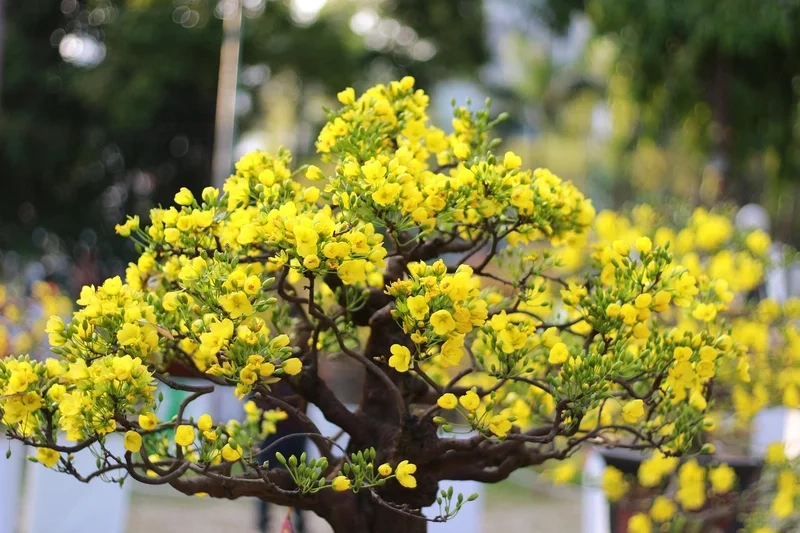 Ý nghĩa hoa mai trong phong thủy và cuộc sống