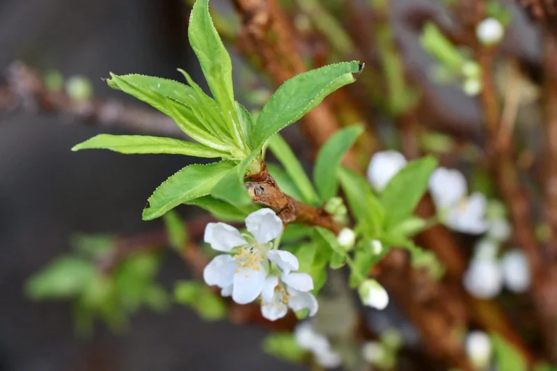 Hòa mình vào vẻ đẹp thiên nhiên Tây Bắc với ảnh hoa mận tây bắc