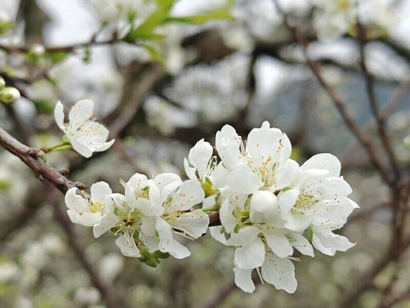 Trải nghiệm mùa hoa tuyệt đẹp cùng ảnh hoa mận mộc châu