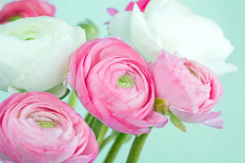Khám phá địa điểm trồng hoa với hoa mao lương ở đâu