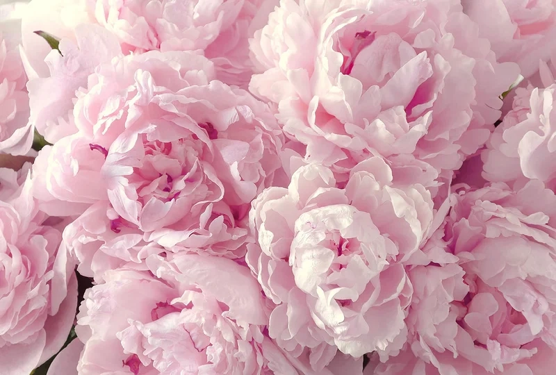 Thả hồn vào vẻ dịu dàng của ảnh hoa mẫu đơn