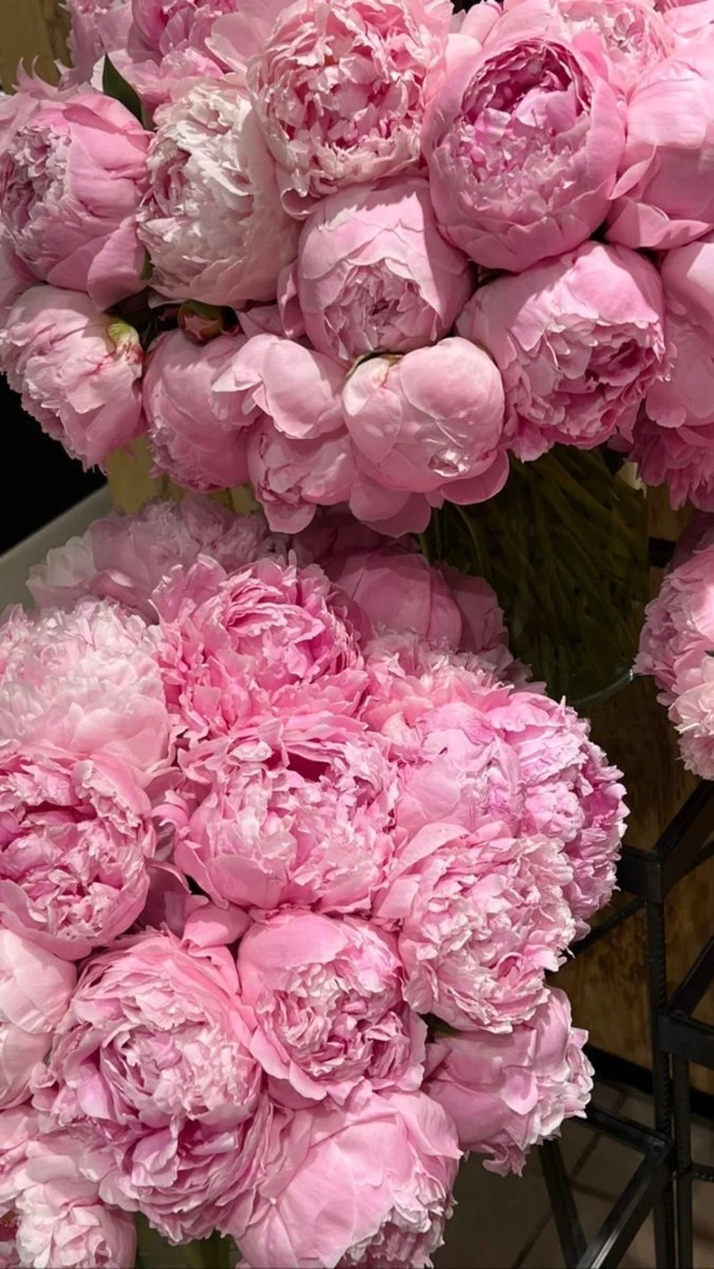 Sắc hồng ngọt ngào của ảnh hoa mẫu đơn hồng khiến lòng say