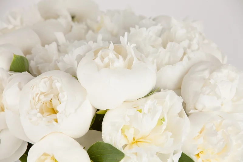 Thanh khiết và tinh tế với hình ảnh hoa mẫu đơn trắng