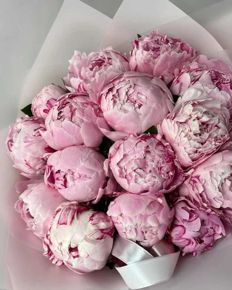 Trang trí màn hình với ảnh nền hoa mẫu đơn rực rỡ