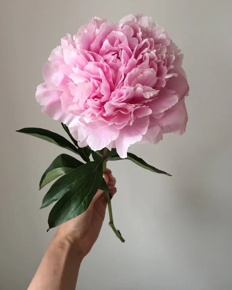 Mỗi khoảnh khắc đều lung linh với hình ảnh hoa mẫu đơn đẹp