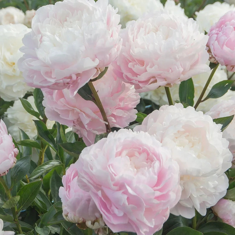 Chill nhẹ nhàng cùng ảnh hoa mẫu đơn chill