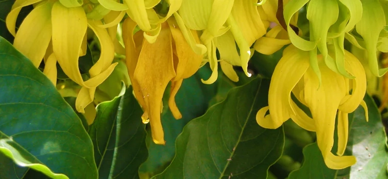 Chiêm ngưỡng sắc đỏ rực rỡ của hoa móng rồng leo