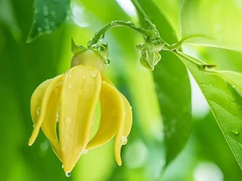 Giải đáp thắc mắc hoa móng rồng có thơm không ngay hôm nay