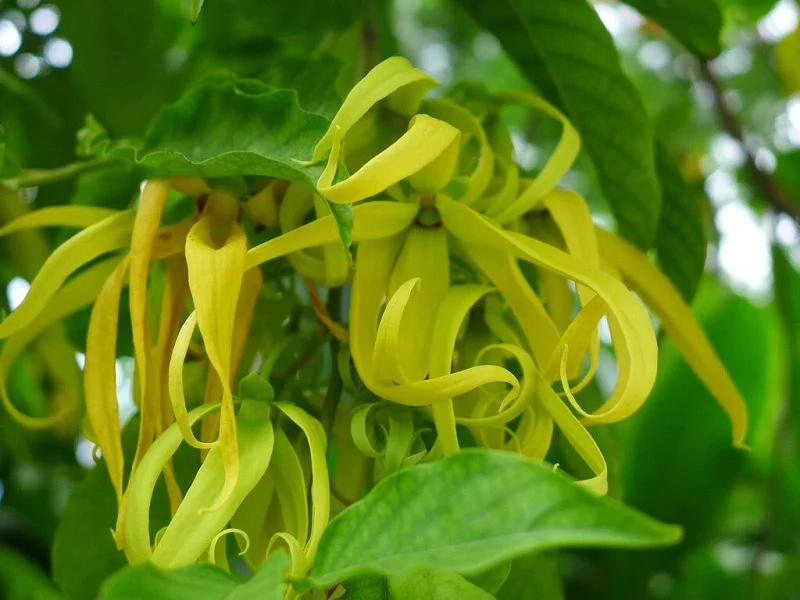 Tìm hiểu hoa móng rồng nở mùa nào để chăm sóc hiệu quả