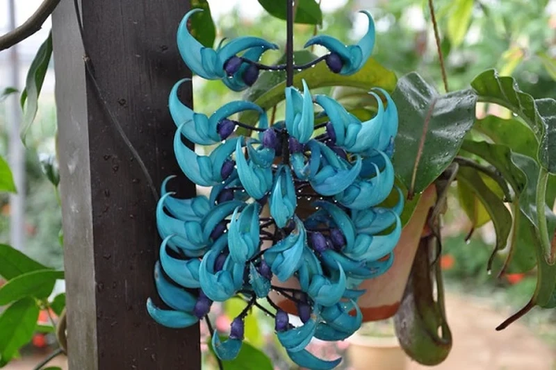 Sáng tạo không gian xanh với hoa móng rồng xanh trong vườn