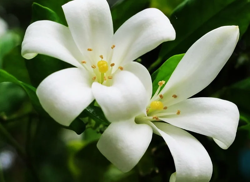 Khám phá vẻ đẹp thanh khiết của ảnh hoa nguyệt quế