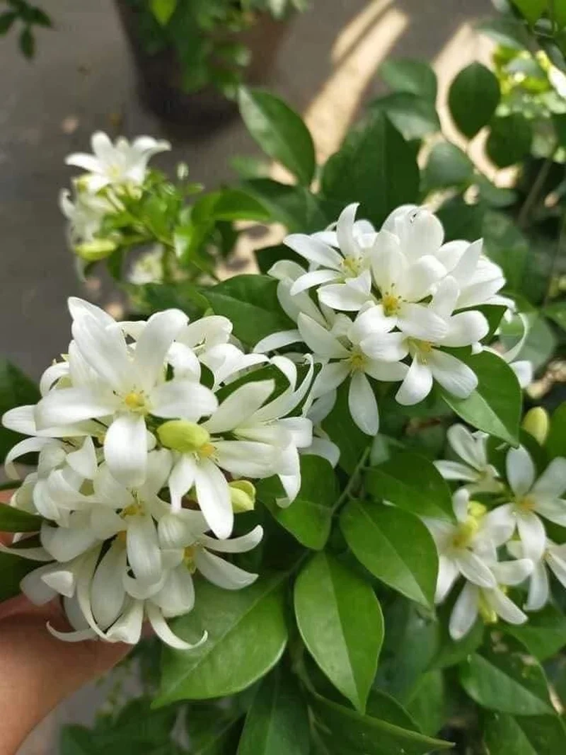 Bộ sưu tập ấn tượng hình ảnh hoa nguyệt quế cho bạn