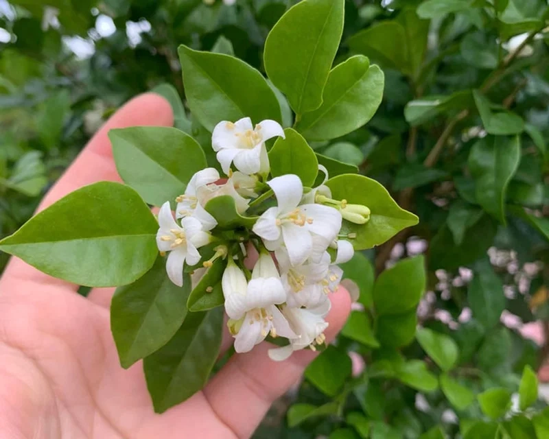 Ý nghĩa hoa nguyệt quế