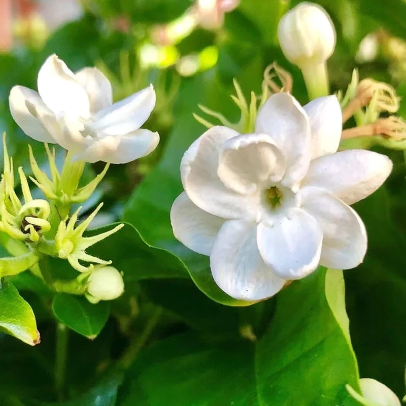 Ngắm sắc đẹp thanh khiết trong hình ảnh hoa nhài