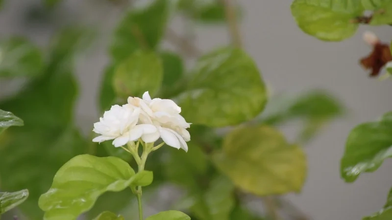 Ý nghĩa hoa nhài