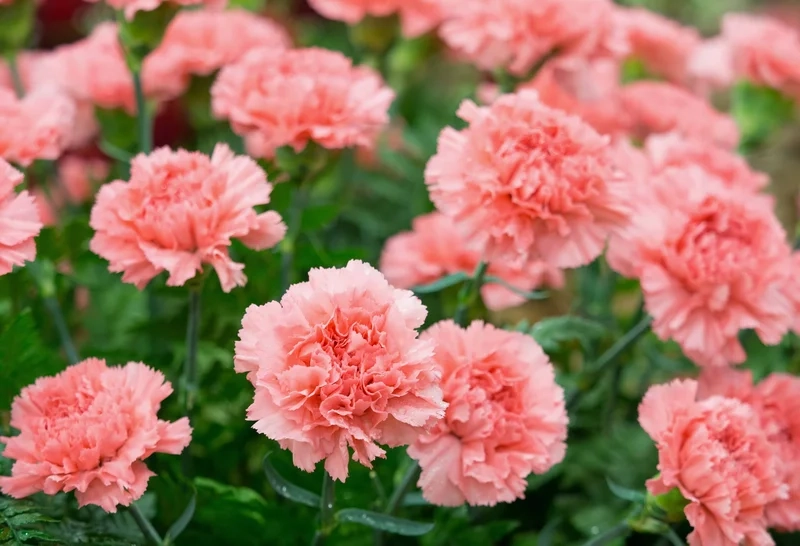 Khám phá mùa hè rực rỡ bên ảnh hoa phăng