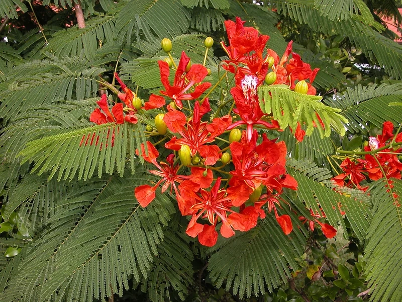 Trang trí điện thoại với hình nền ảnh hoa phượng