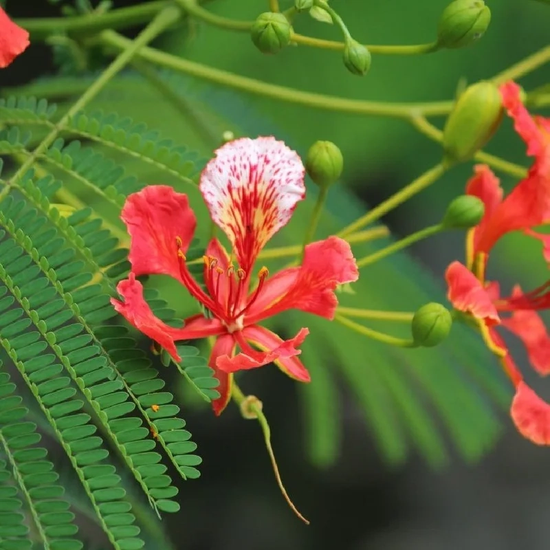 Gợi nhớ tuổi học trò qua ảnh hoa phượng đỏ