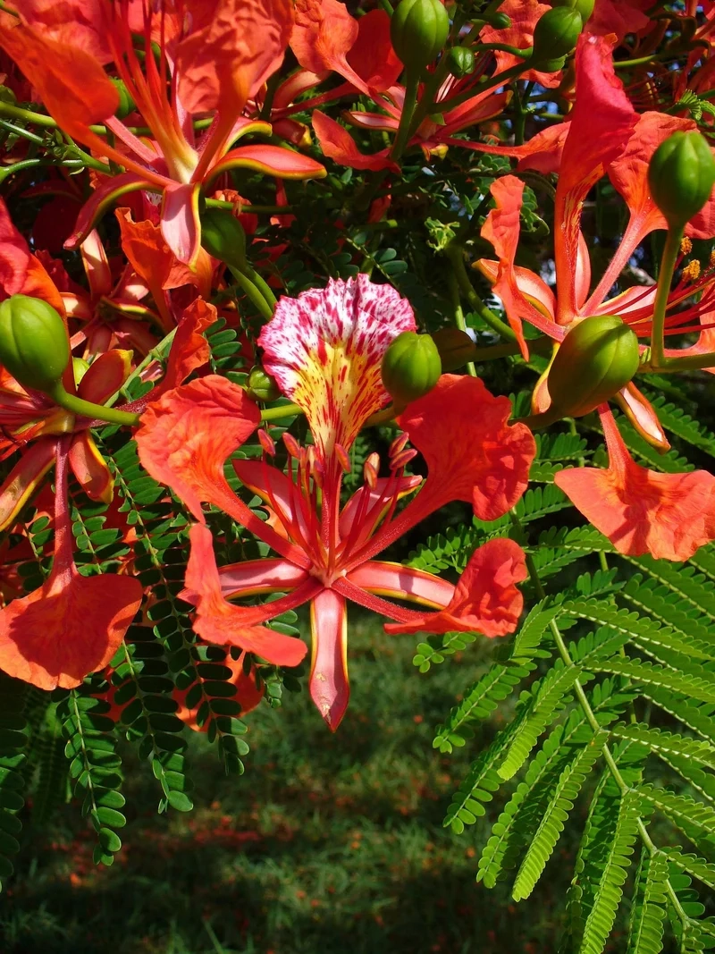 Hòa mình vào sắc hè với hình ảnh hoa phượng nở