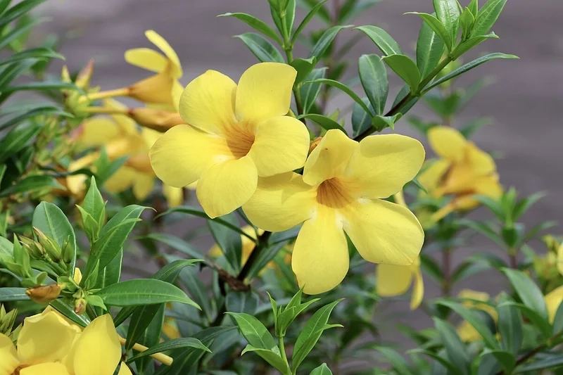 Học cách gọi hoa quỳnh anh tiếng anh là gì để mở rộng kiến thức