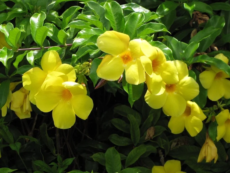 Ngắm trọn vẹn cánh đẹp của bông quỳnh anh trong vườn