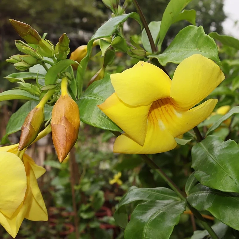 Tìm hiểu ý nghĩa đặc biệt của ý nghĩa hoa quỳnh anh