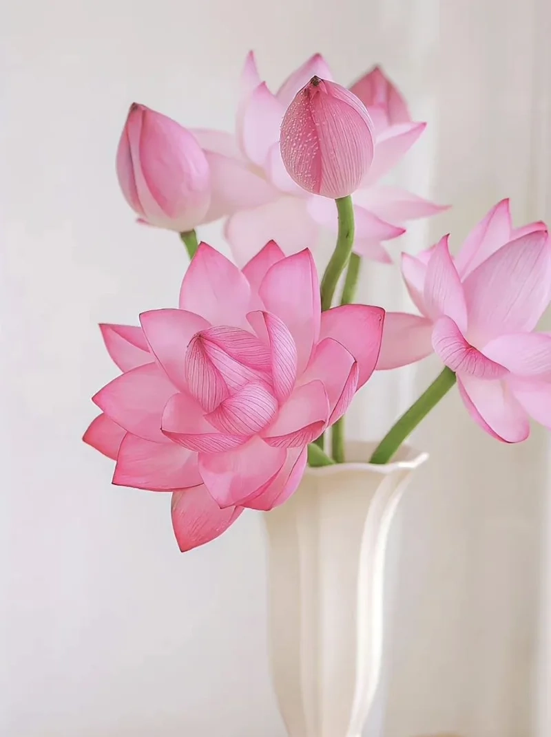 Khám phá vẻ thanh khiết của ảnh hoa sen