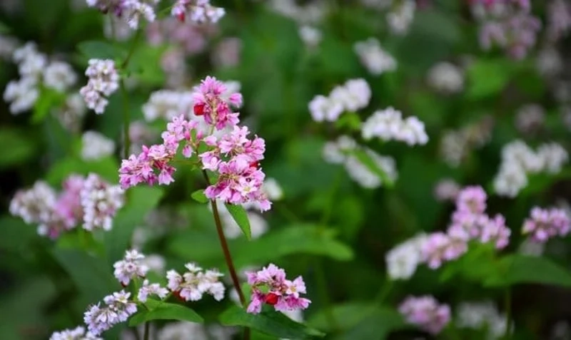 Khám phá vẻ thơ mộng của mùa hoa tam giác mạch