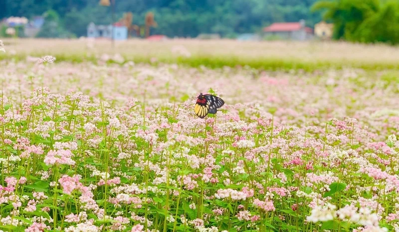 Trải nghiệm mùa đẹp nhất của hoa tam giác mạch hà giang