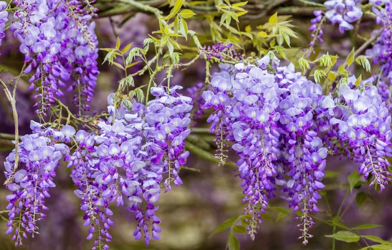 Thưởng thức vẻ dịu dàng của ảnh hoa tử đằng