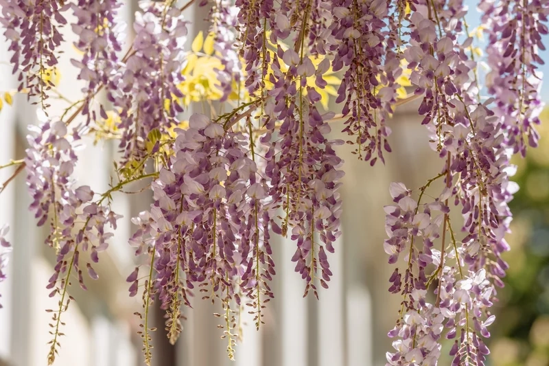 Khám phá vẻ thanh khiết của hình ảnh cây hoa tử đằng